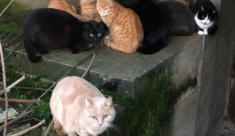 solidarité stérilisation chats