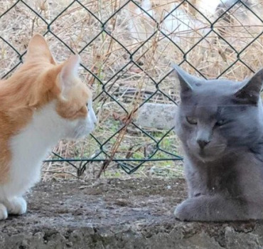 Chats sos les oubliés de Pierrefeu