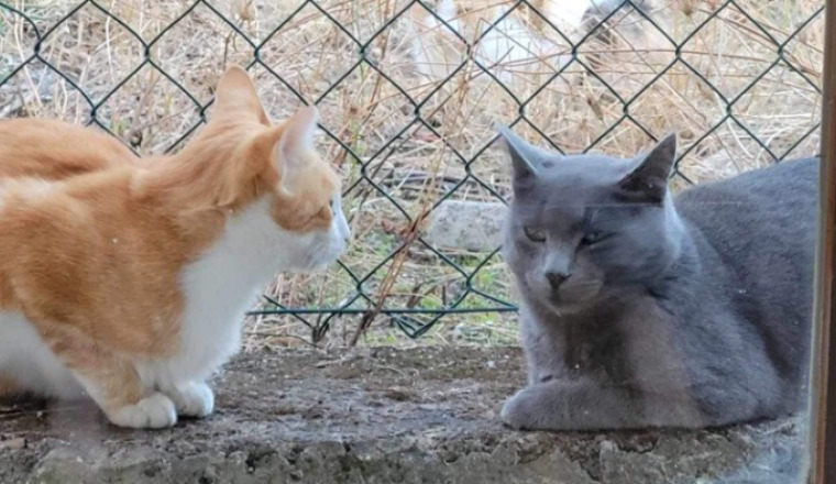Chats sos les oubliés de Pierrefeu