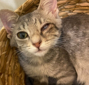 Urgence greffe de cornée pour Croquette 🐱