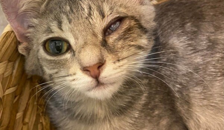 Urgence greffe de cornée pour Croquette 🐱
