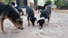 Image justificative de la cagnotte