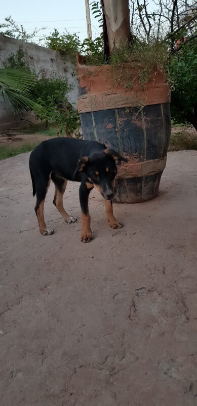 Image justificative de la cagnotte