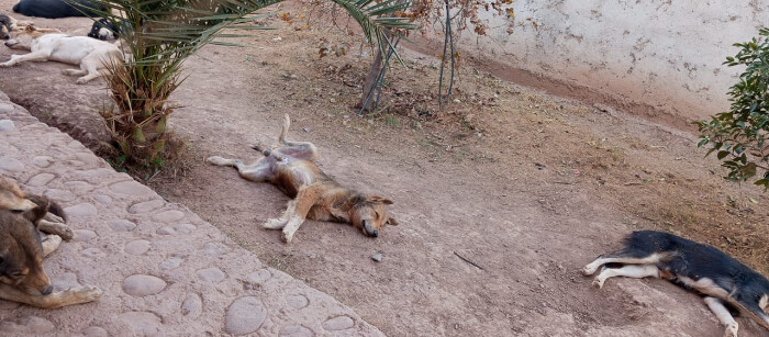 Image justificative de la cagnotte