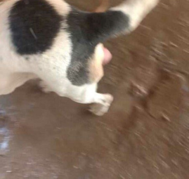Aide pour chienne avec tumeur