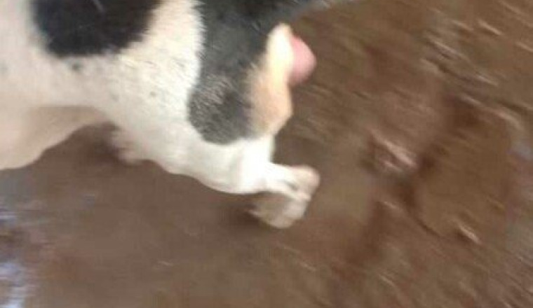 Aide pour chienne avec tumeur