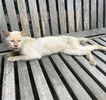 Soin vétérinaire pour un chat