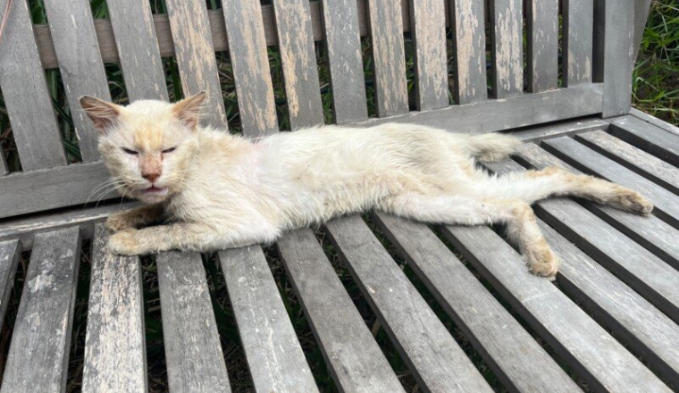 Soin vétérinaire pour un chat