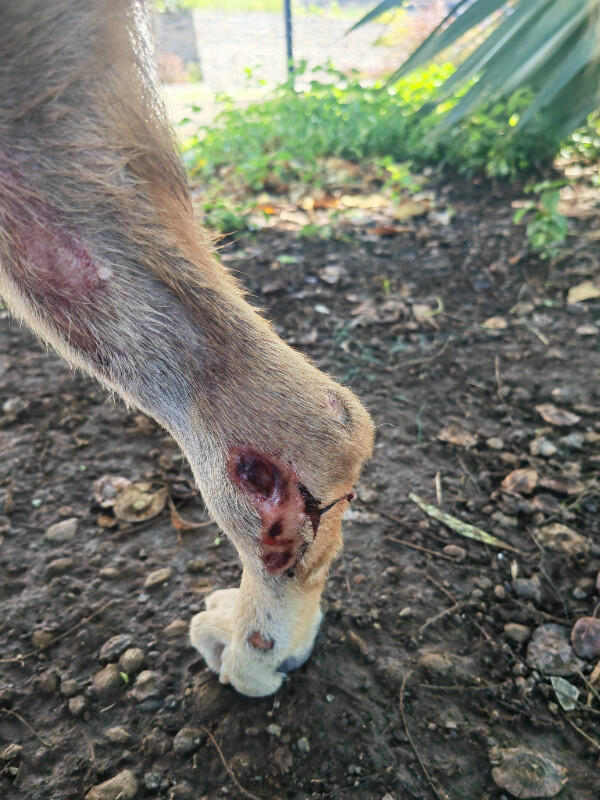 Image justificative de la cagnotte