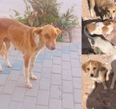 SAUVONS CETTE PAUVRE CHIENNE ET SES PETITS SVP