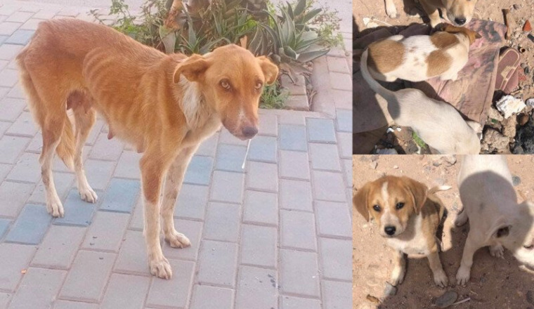SAUVONS CETTE PAUVRE CHIENNE ET SES PETITS SVP