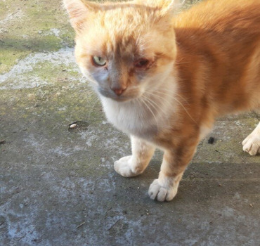 Stérilisation chats errants de Villepinte