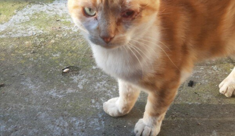 Stérilisation chats errants de Villepinte