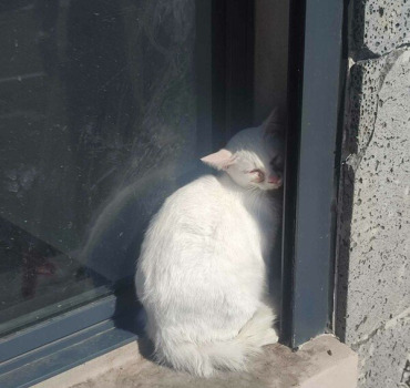 Sauvetage chatte malade