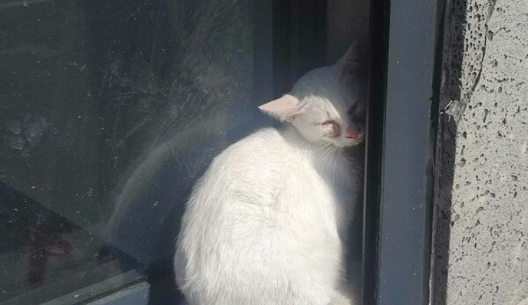 Sauvetage chatte malade