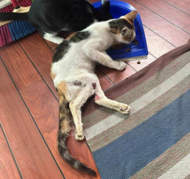 Aide pour Freesia, chatte handicapée