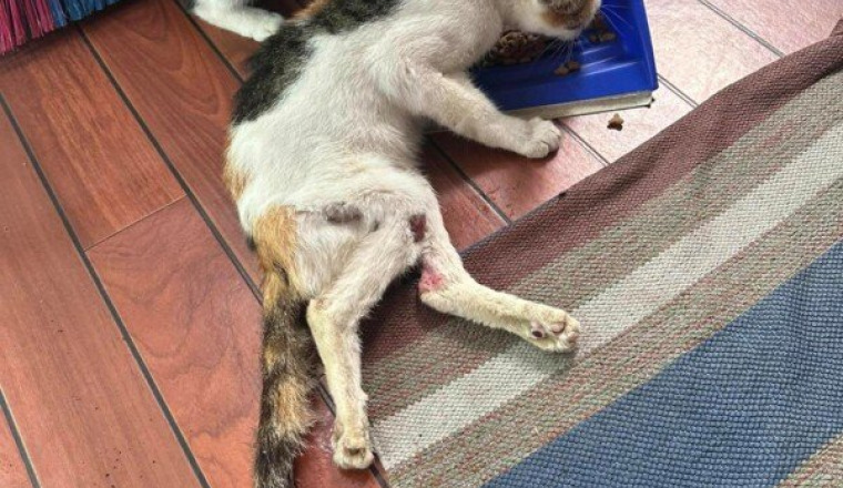 Aide pour Freesia, chatte handicapée