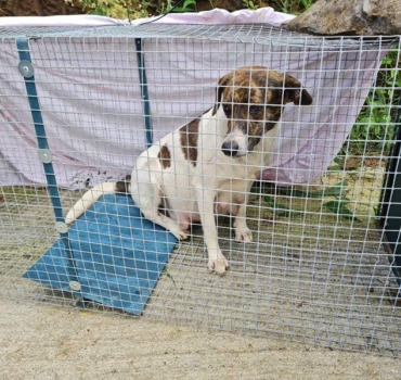 STERILISATIONS CHIENS LA REUNION SAISON 3