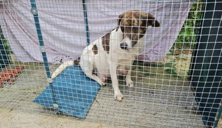 STERILISATIONS CHIENS LA REUNION SAISON 3