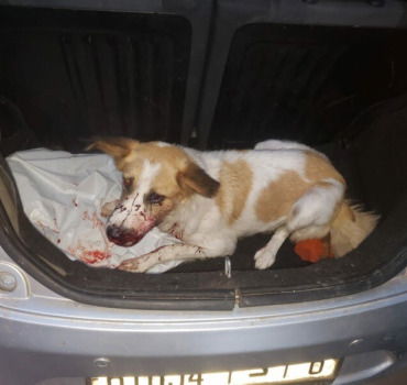 Chienne blessée par balle