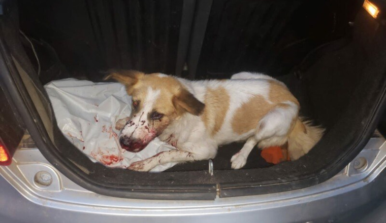 Chienne blessée par balle
