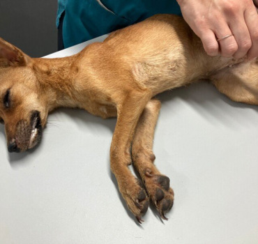 Petite Pinscher