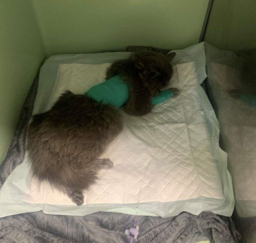 Opération d’urgence pour une chatte souffrante