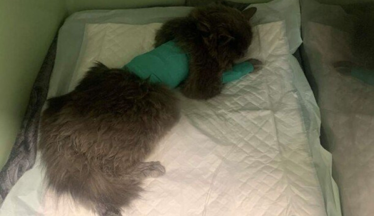 Opération d’urgence pour une chatte souffrante