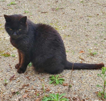 Sauvez Lulu 13 ans