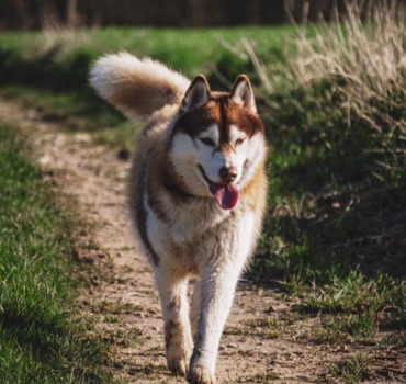 Sauvons les chiens
