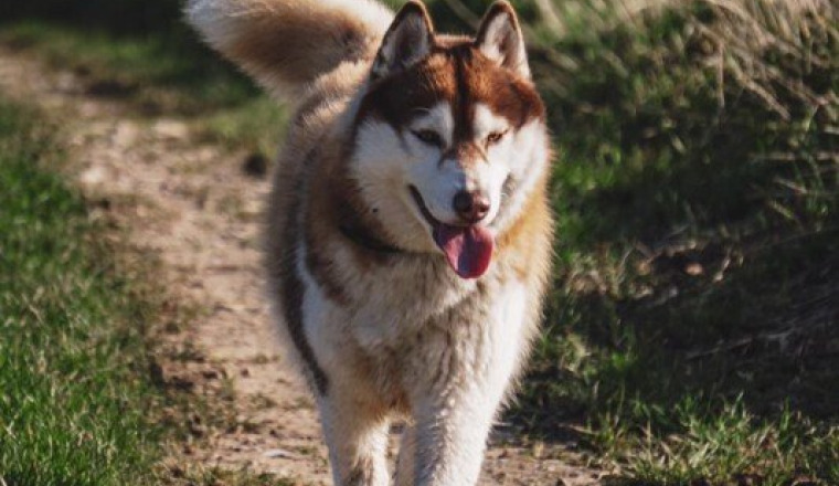 Sauvons les chiens