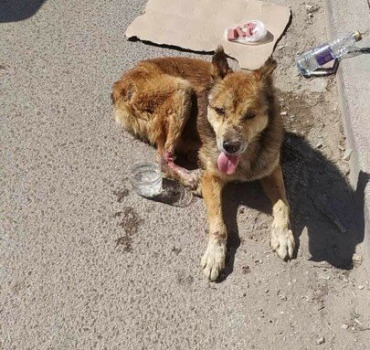 Pour les soins du chien blessé à la patte