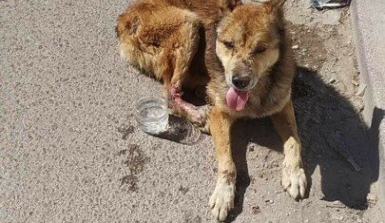 Pour les soins du chien blessé à la patte