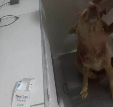 Pour le loulou aux pattes arrière nécrosées