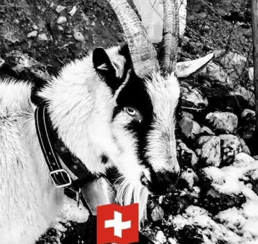 La tuile : plus de véhicule pour nos chèvres