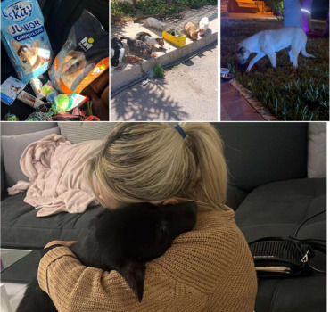 Pour les animaux errants de Saidia & alentours