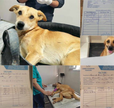 URGENCES - SOINS - VACCINS ❤️‍🩹🐾