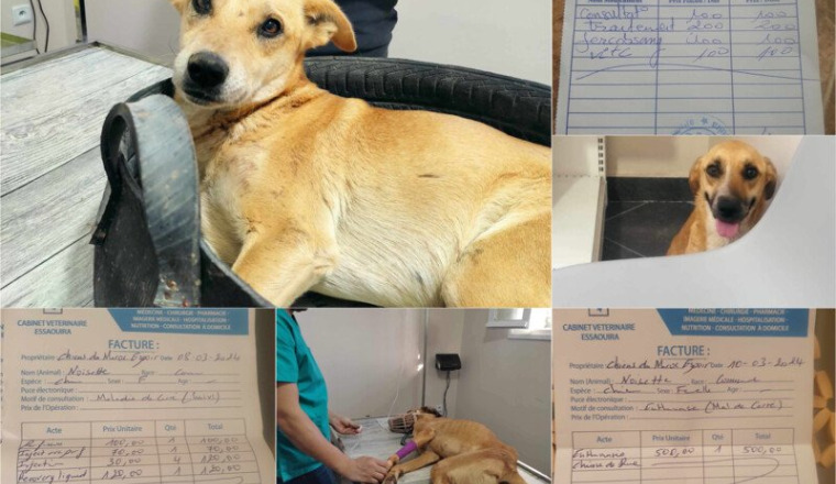 URGENCES - SOINS - VACCINS ❤️‍🩹🐾