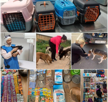 Aide pour les animaux errants du Maroc