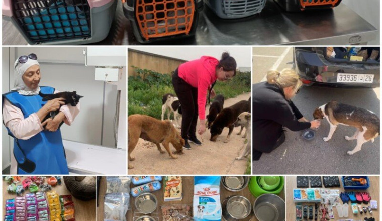 Aide pour les animaux errants du Maroc