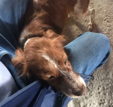 Pour la chienne Kaki