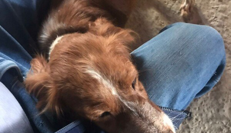 Pour la chienne Kaki