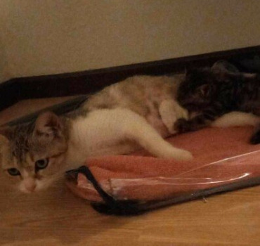 Chatte avec son bébé