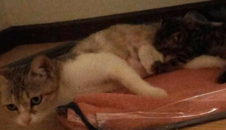 Chatte avec son bébé