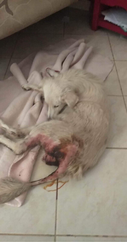 Image justificative de la cagnotte