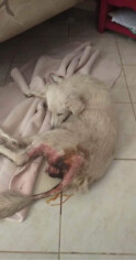 Image justificative de la cagnotte