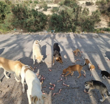 Urgent aidez à nourrir les chiens errants au Maroc