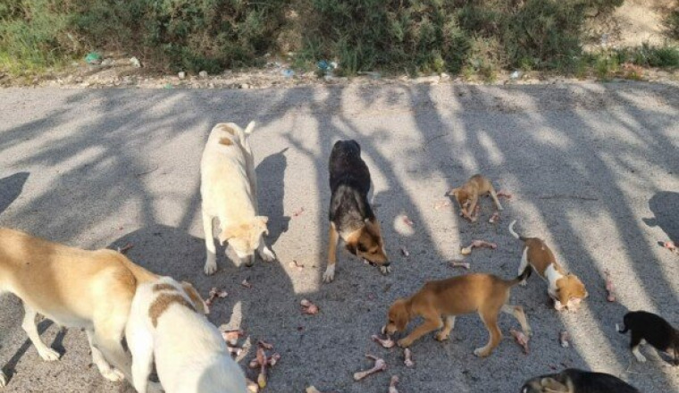 Urgent aidez à nourrir les chiens errants au Maroc