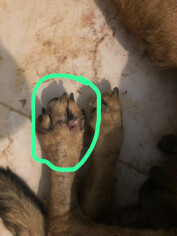 Image justificative de la cagnotte
