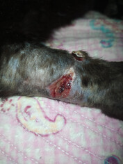 Image justificative de la cagnotte